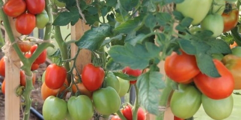 Velikosvetsky paradajz: recenzije, fotografije, produktivnost